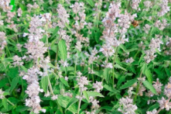 nepeta-faassenii-gletchereis