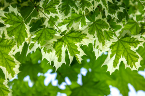 acer-platanoides-drummondii-erable-plane-panache