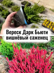 Вереск Дарк Бьюти вишнёвый красный вечнозелёный куст саженец