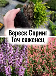 Вереск Спринг Точ фиолетовые соцветия кустарник саженец в