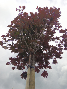 IMG_20240626_155000_801
