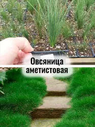Овсяница аметистовая - саженец