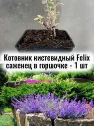 Котовник кистевидный Феликс многолетник ЗКС саженец - 1шт