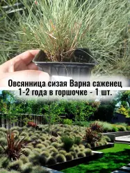 Овсяница сизая Варна саженец многолетник голубая кочка