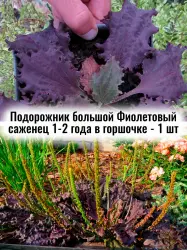 Подорожник большой фиолетовый многолетний саженец - 1 шт