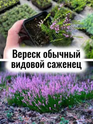 Вереск обыкновенный видовой вечнозелёный кустарник саженец