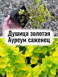 Душица золотая Ауреум (Орегано) многолетняя пряность саженец