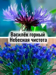 Василёк горный - саженец