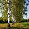 Береза Береза
