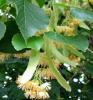 tilia-platyphyllos-rubra-2-1507420474