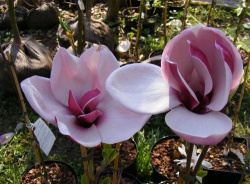magnolija-mach-til-frost-march-t